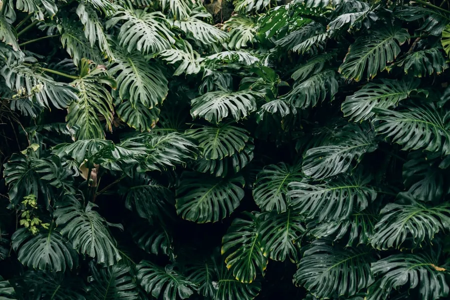 Tanaman monstera berdaun hijau segar dengan cahaya alami, tanaman hias untuk pemula