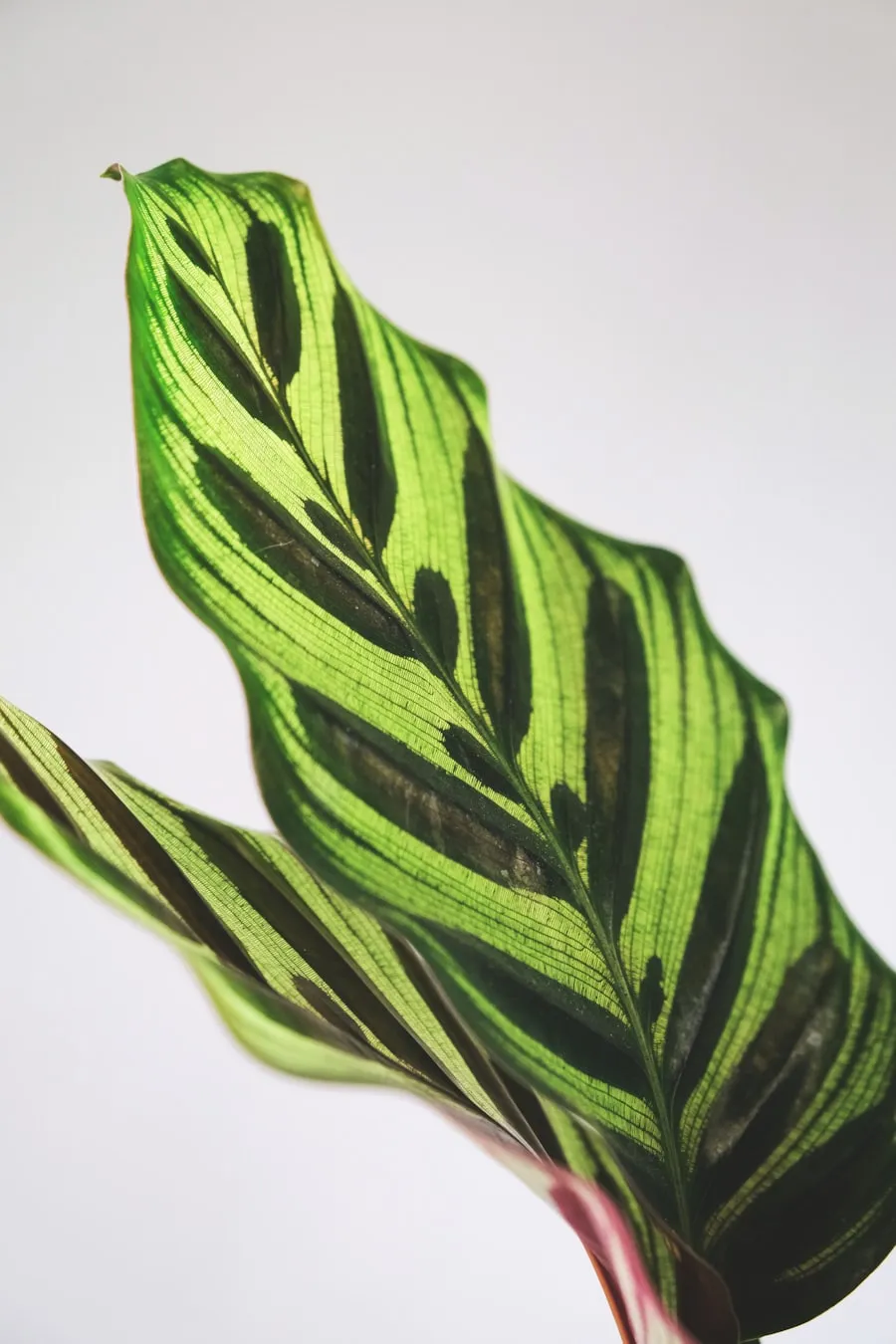 Daun calathea bergaris indah, aman untuk hewan peliharaan