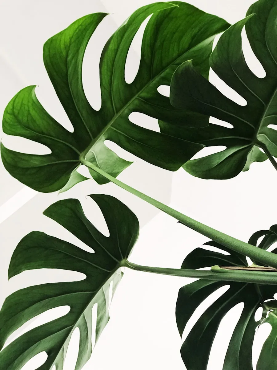 Daun monstera lebar dengan lubang khas, tanaman hias kekinian