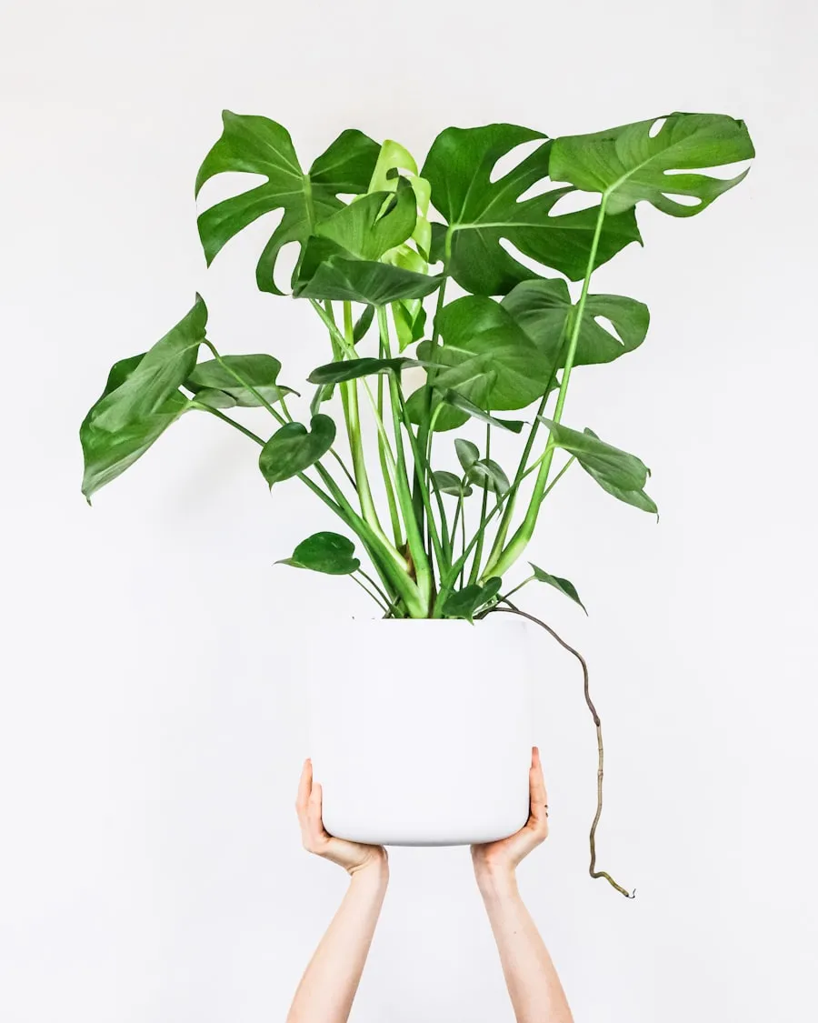 Tanaman peace lily dengan daun hijau segar, cocok untuk apartemen