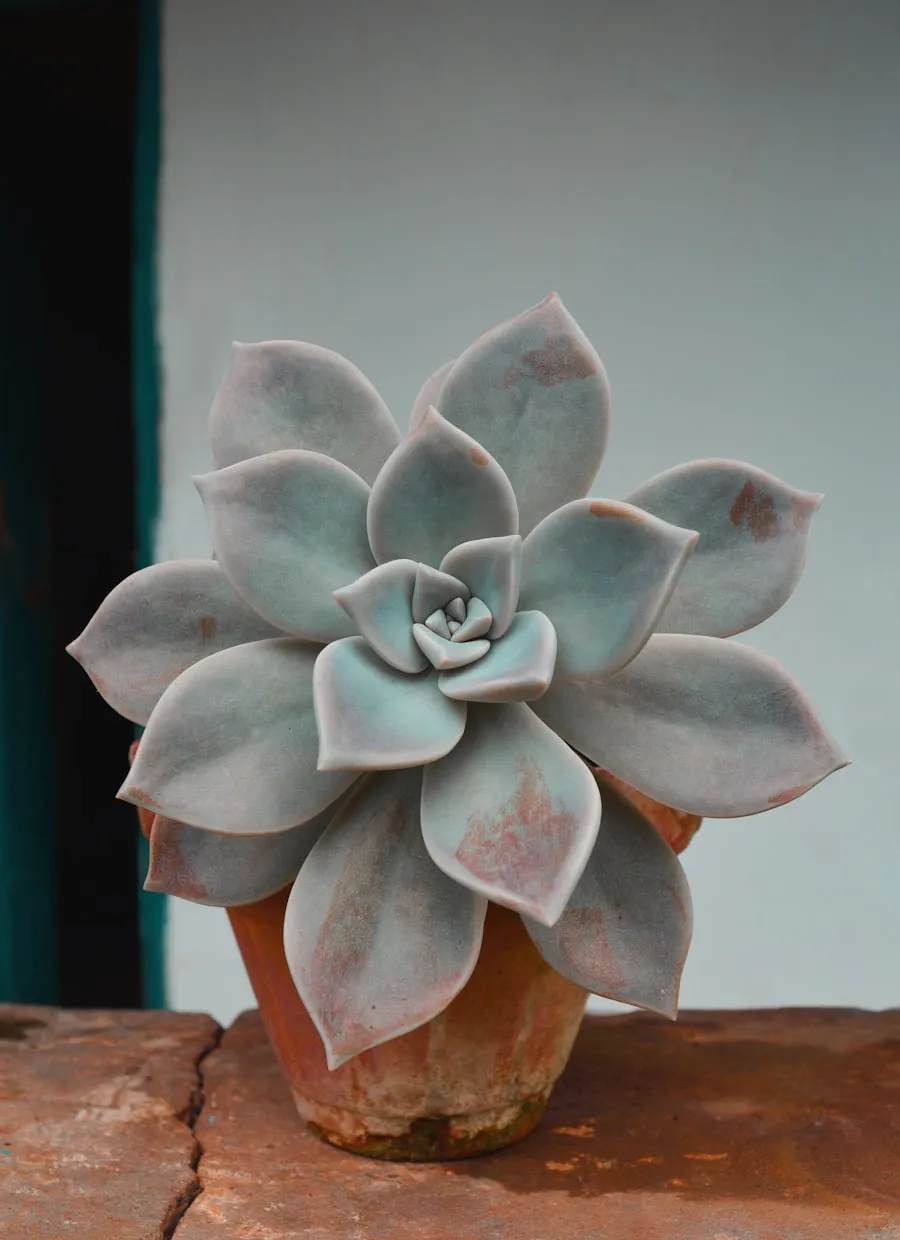 Sukulen echeveria dalam pot kecil, sangat minim perawatan
