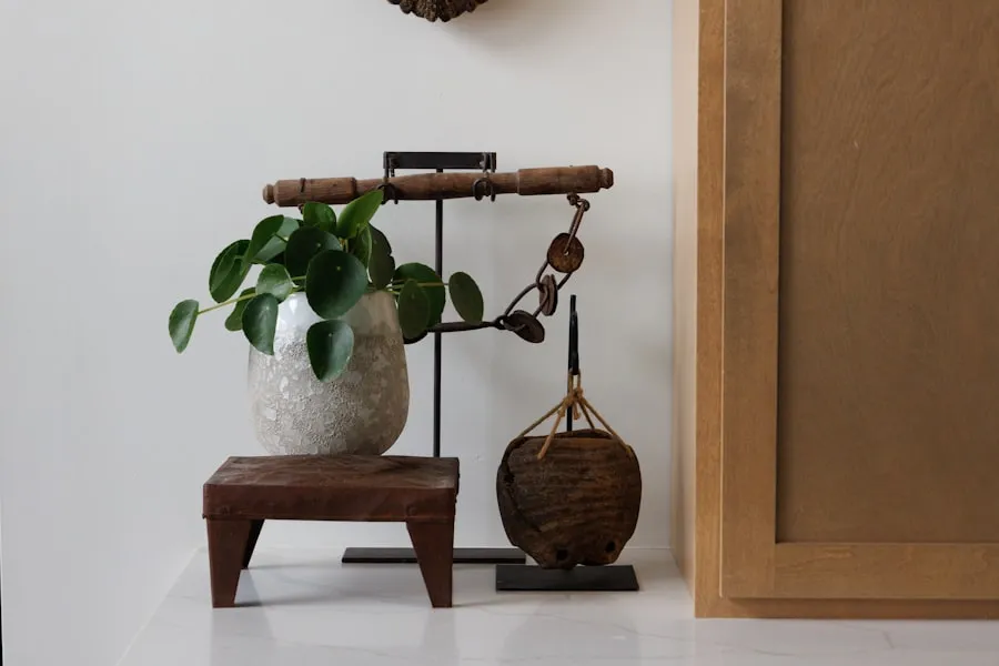 Spider plant yang aman untuk kucing di rumah Mbak Dewi